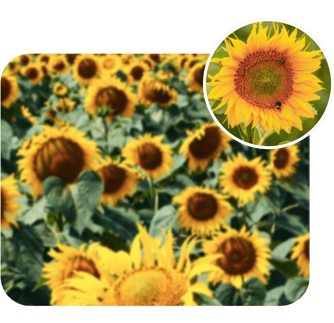 Enhance a video of sunflower and highlight its enhanced quality